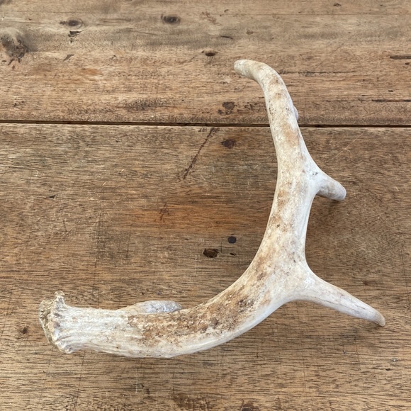 Decorative Antler - Picture 8 of 8